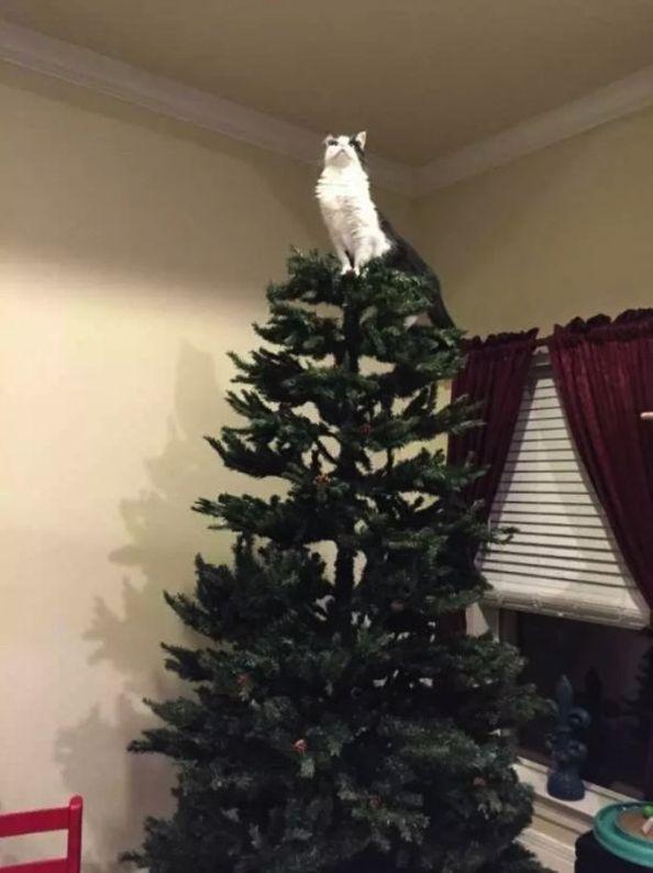 25 Funny Photos of Cats and Dogs “Playing with Christmas Trees” - Zelus365