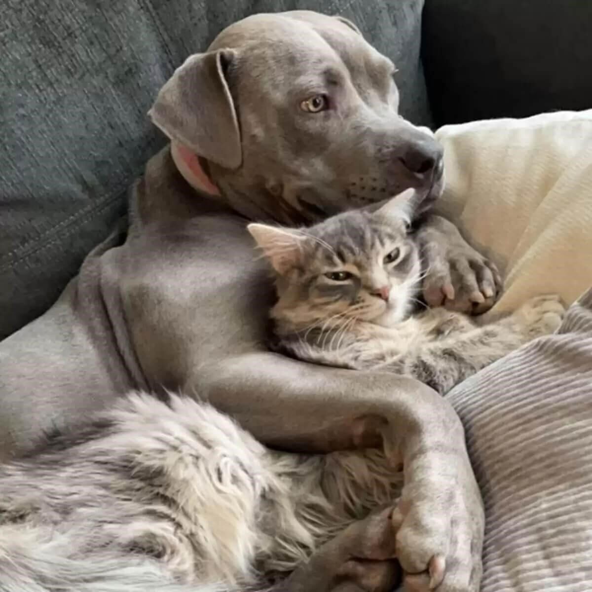 A Dog Who Raised with Cats Believes She is a Cat Too