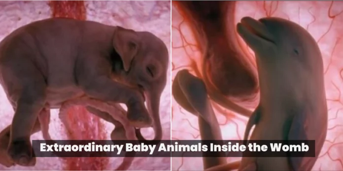 Extraordinary Baby Animals Inside the Womb.